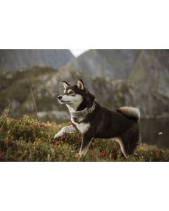 Collier VENTURE rembourré pour grands chiens gris XLARGE 55-65 cm