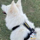 Harnais pour chien personnalisé JK9®Speed Harnais canicross et course