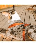 Harnais CASUAL en Y pour chiens Hurtta réfléchissant et rembourré