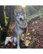 Harnais chien Julius-K9 en Y JK9®GO facile à mettre à anneau + poignée