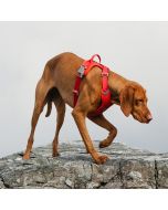Harnais Hurtta WEEKEND WARRIOR rembourré ergonomique pour chien actif