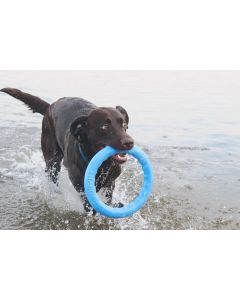 Anneau PitchDog jouet idéal pour les chiens actifs