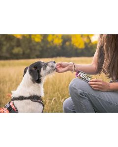 Barre protéinée Julius-K9 chien 50g agneau carottes  Friandise hypoallergénique