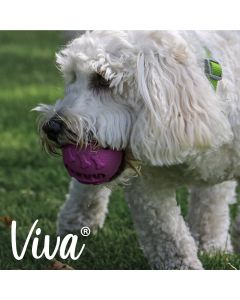 Balle à friandises pour chiens Ancol Viva Treat 8 cm