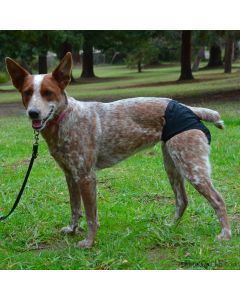 Slip hygiénique Hurtta BREEZY PANTS pour chiennes en chaleur ou âgées