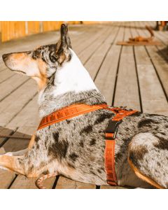 Harnais CASUAL en Y pour chiens Hurtta réfléchissant et rembourré