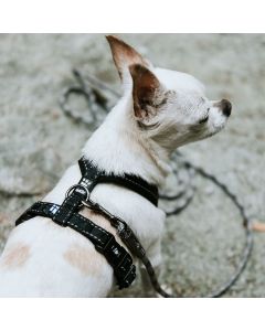 Harnais CASUAL en Y pour chiens Hurtta réfléchissant et rembourré