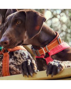 Collier rembourré Casual ECO pour chiens