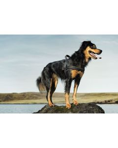Harnais nordique pour chiens Hurtta rembourré en néoprène noir 