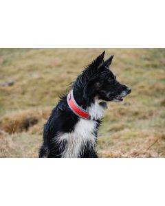 Collier Hurtta VENTURE léger et rembourré pour chiens