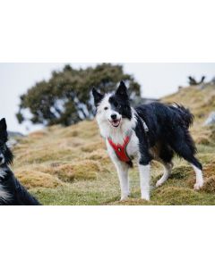 Harnais VENTURE léger à poignée pour chiens actifs