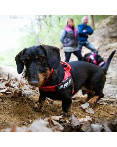 Harnais à sangles IDC®Color&Gray® Belt COLOR GRAY de Julius-K9