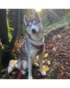 Harnais chien Julius-K9 en Y JK9®GO facile à mettre à anneau + poignée