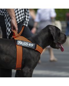 Harnais à sangles IDC®Color&Gray® Belt COLOR GRAY de Julius-K9