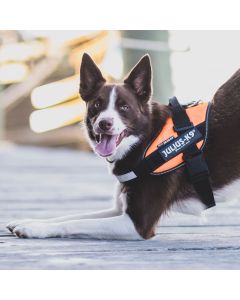 Harnais IDC®Power Julius-K9® pour chiens de 14 kg et plus - Orange fluo