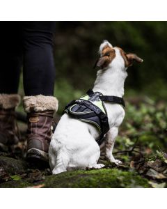 Harnais en Y pour chien confort Julius-K9 IDC®Longwalk anti à-coups