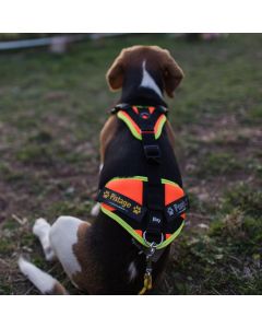 Harnais mantrailing Julius K9 Harnais pistage pour chien personnalisé