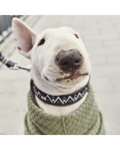 Collier Hurtta Razzle-Dazzle rembourré grandit avec le chien