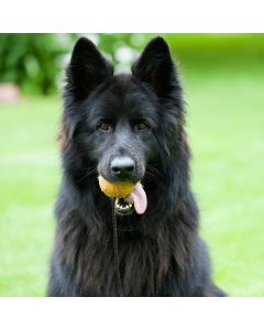 Jouet pour Chien Balle à Rapporter sur Corde avec Picots en Caoutchouc 8cm