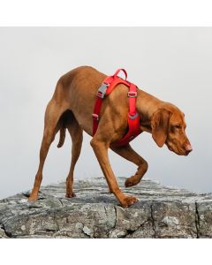 Harnais Hurtta WEEKEND WARRIOR rembourré ergonomique pour chien actif