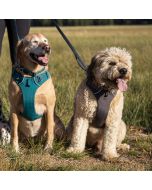 Harnais pour chien Ruffwear Front Range® rembourré à anneaux frontal et dorsal