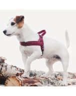 Harnais nordique CASUAL pour chiens Hurtta rembourré en néoprène