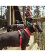 Harnais en Y Casual ECO pour chiens Hurtta rembourré en matériaux recyclés