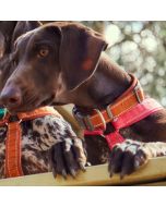 Collier rembourré Casual ECO pour chiens