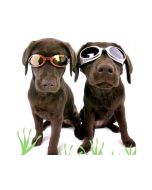 Lunettes de protection maximale Doggles ILS pour chiens