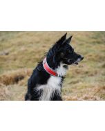 Collier Hurtta VENTURE léger et rembourré pour chiens