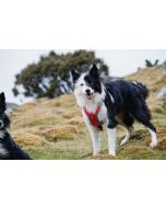Harnais VENTURE léger à poignée pour chiens actifs