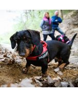 Harnais à sangles IDC®Color&Gray® Belt COLOR GRAY de Julius-K9