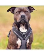 Harnais chien Julius-K9 en Y JK9®GO facile à mettre à anneau + poignée