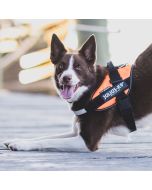 Harnais IDC®Power Julius-K9® pour chiens de 14 kg et plus - Orange fluo