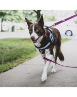 Harnais Julius-K9 Y-Power chien personnalisable à 2 anneaux et poignée