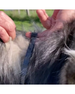 Collier anti puce chat et collier anti tique chien au géraniol