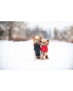 Manteau AiryVest de CoLLaR réversible ultra-léger pour chiens actifs
